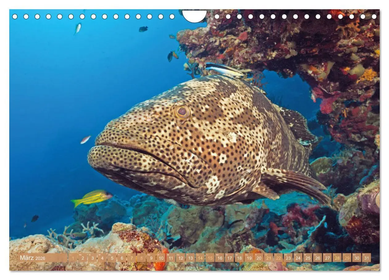 Bild: 9783457351765 | Fischparadies Riff (Wandkalender 2026 DIN A4 quer), CALVENDO...