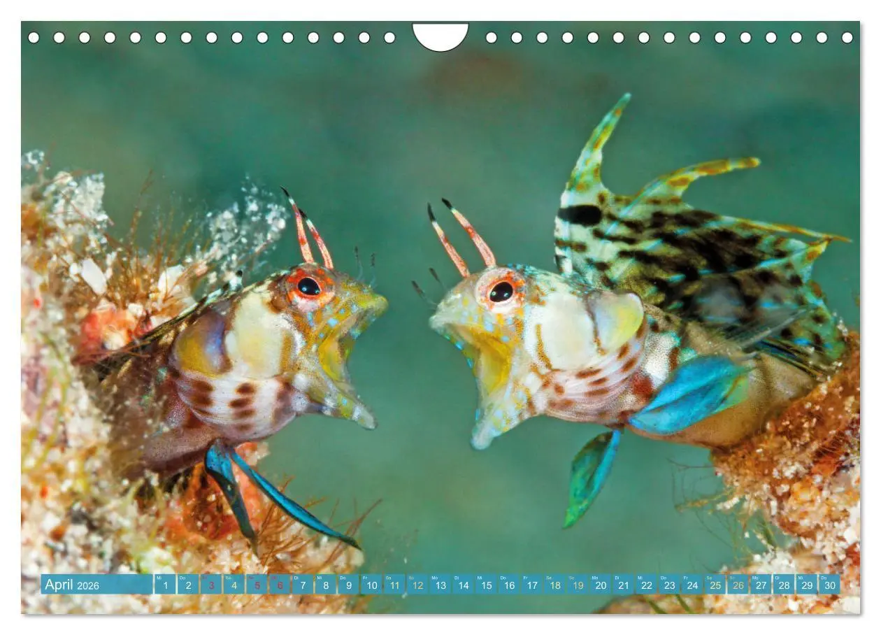 Bild: 9783457351765 | Fischparadies Riff (Wandkalender 2026 DIN A4 quer), CALVENDO...