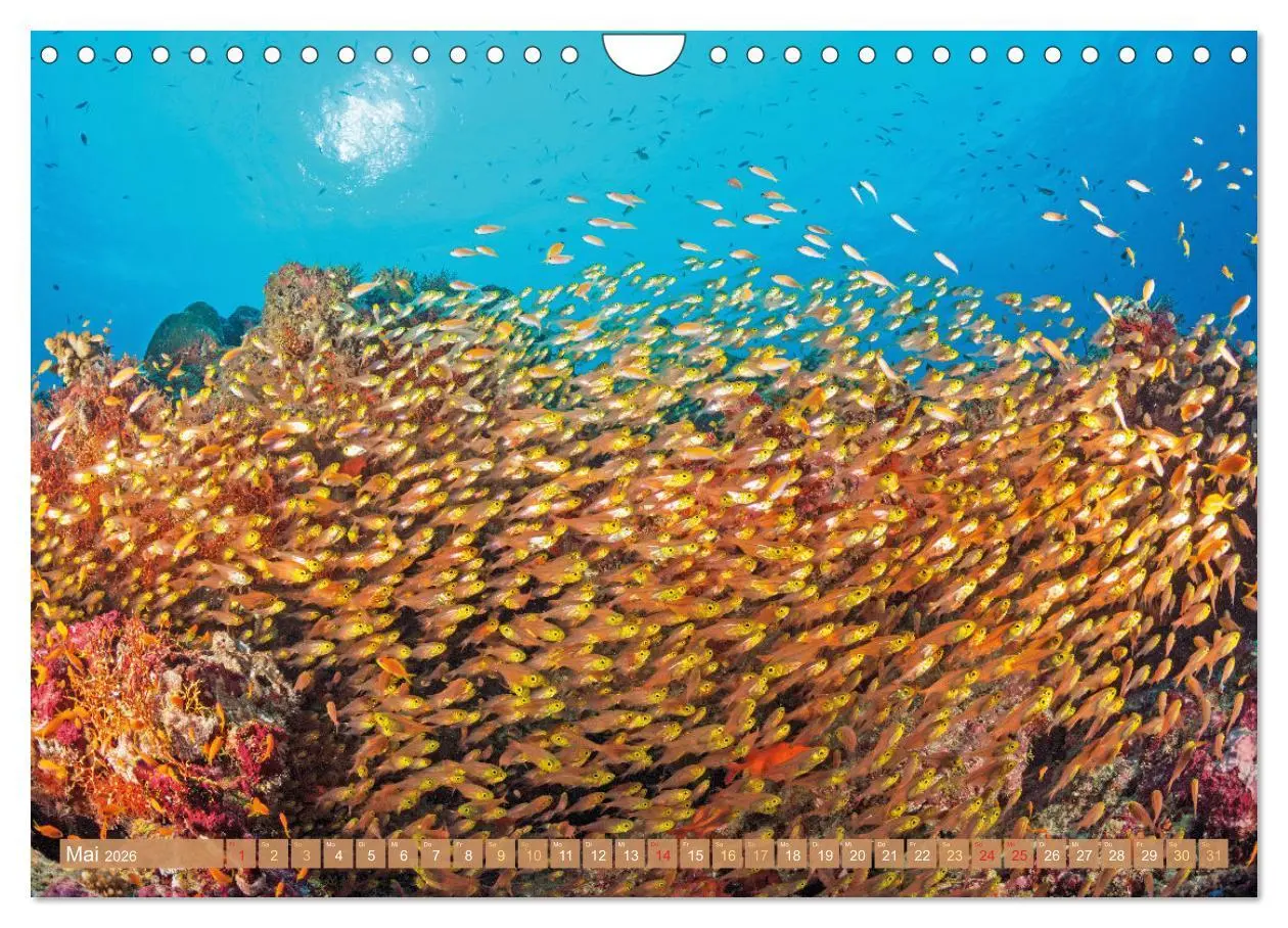 Bild: 9783457351765 | Fischparadies Riff (Wandkalender 2026 DIN A4 quer), CALVENDO...