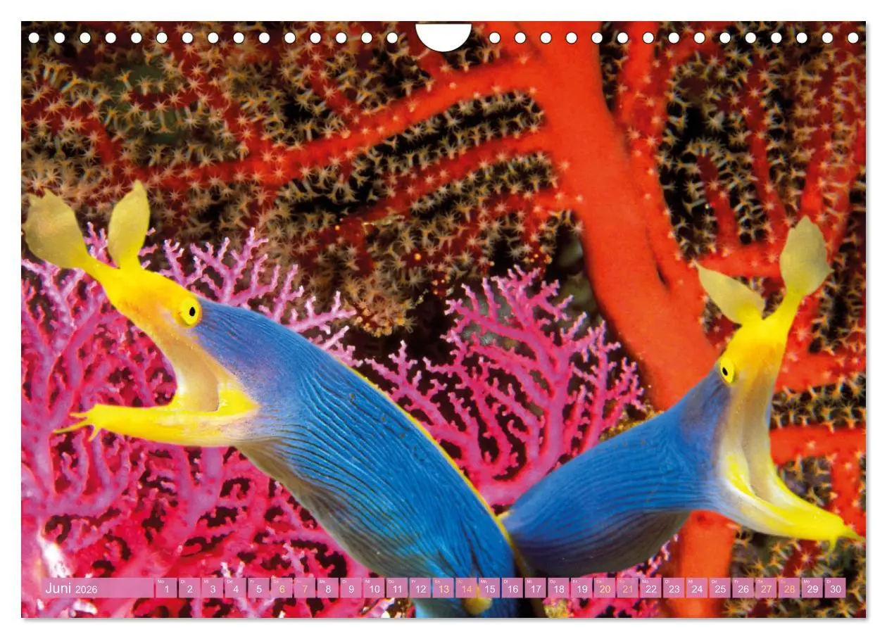 Bild: 9783457351765 | Fischparadies Riff (Wandkalender 2026 DIN A4 quer), CALVENDO...