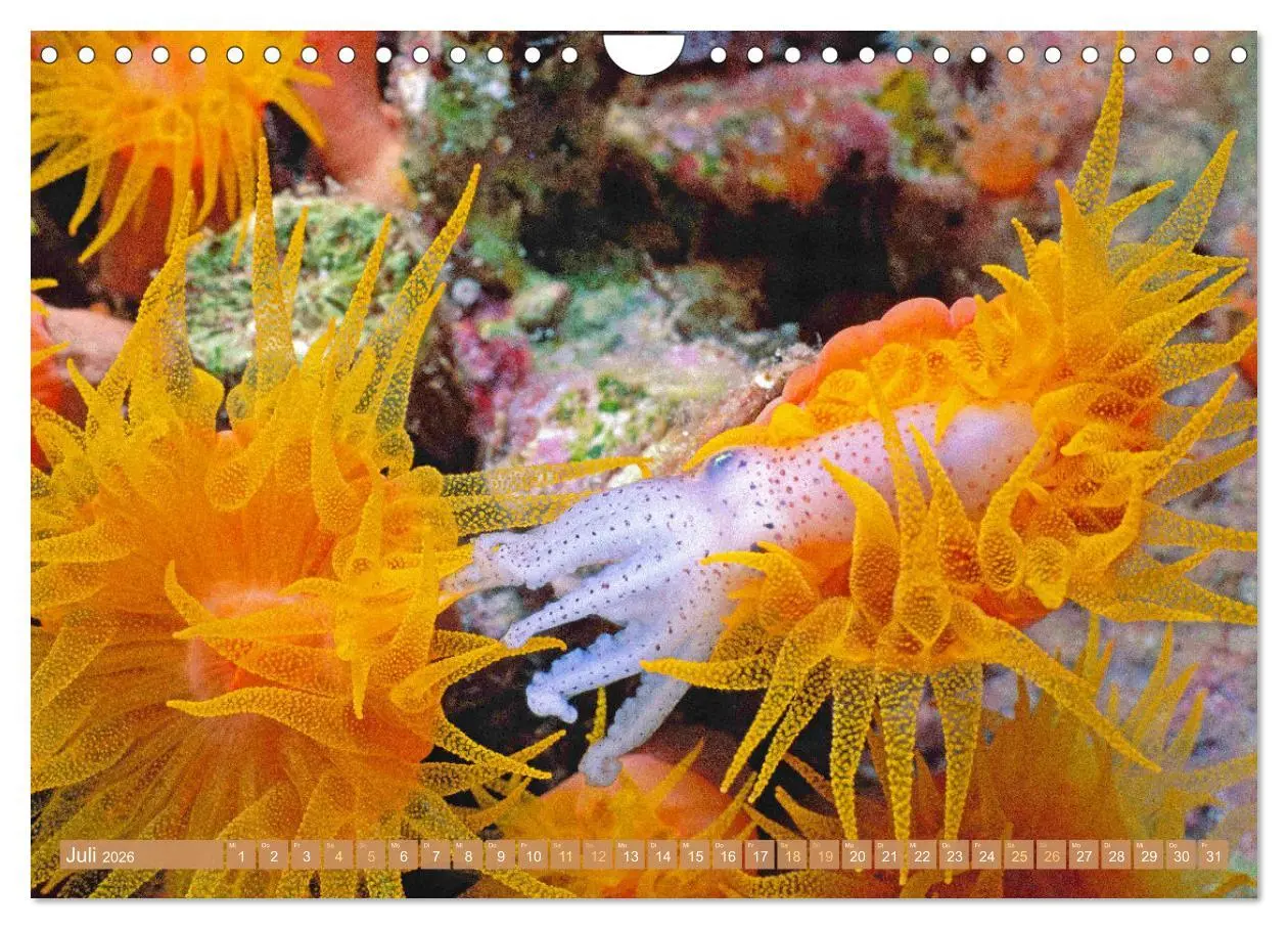 Bild: 9783457351765 | Fischparadies Riff (Wandkalender 2026 DIN A4 quer), CALVENDO...