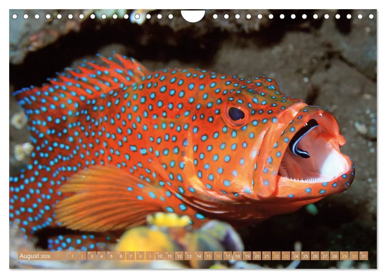Bild: 9783457351765 | Fischparadies Riff (Wandkalender 2026 DIN A4 quer), CALVENDO...