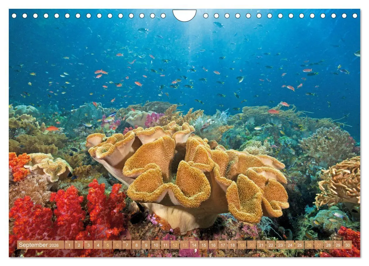 Bild: 9783457351765 | Fischparadies Riff (Wandkalender 2026 DIN A4 quer), CALVENDO...