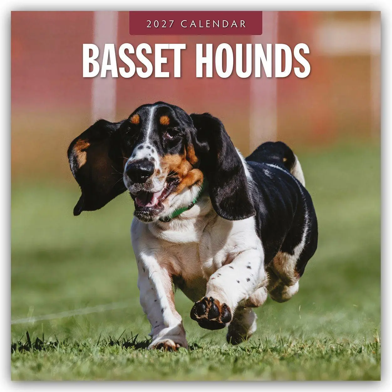 Cover: 9781837011865 | Basset Hounds - Basset Hound 2027 - 16-Monatskalender | Robin Red