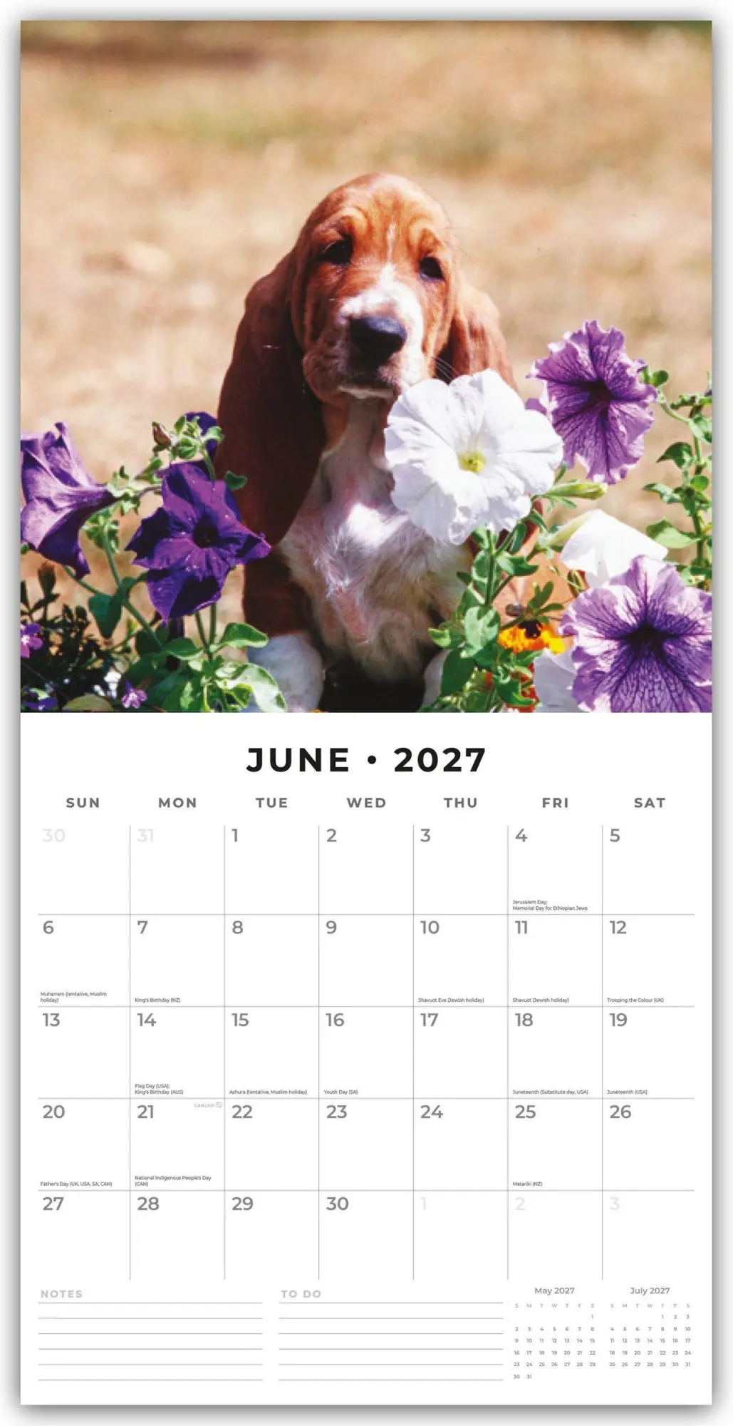Bild: 9781837011865 | Basset Hounds - Basset Hound 2027 - 16-Monatskalender | Robin Red