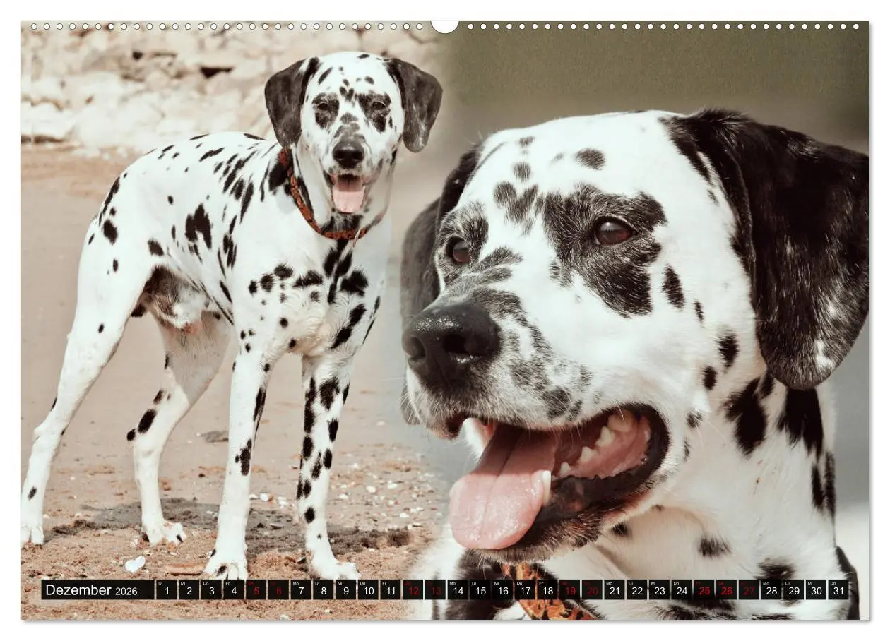 Bild: 9783457881965 | Gefleckte Freunde - Hunderasse Dalmatiner (Wandkalender 2026 DIN A2...