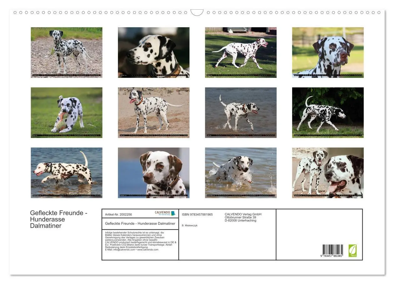Bild: 9783457881965 | Gefleckte Freunde - Hunderasse Dalmatiner (Wandkalender 2026 DIN A2...