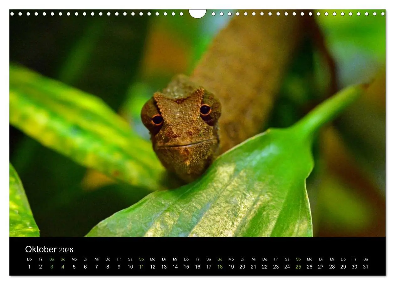 Bild: 9783516111965 | Reptilien (Wandkalender 2026 DIN A3 quer), CALVENDO Monatskalender