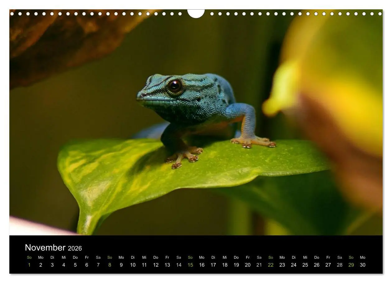 Bild: 9783516111965 | Reptilien (Wandkalender 2026 DIN A3 quer), CALVENDO Monatskalender