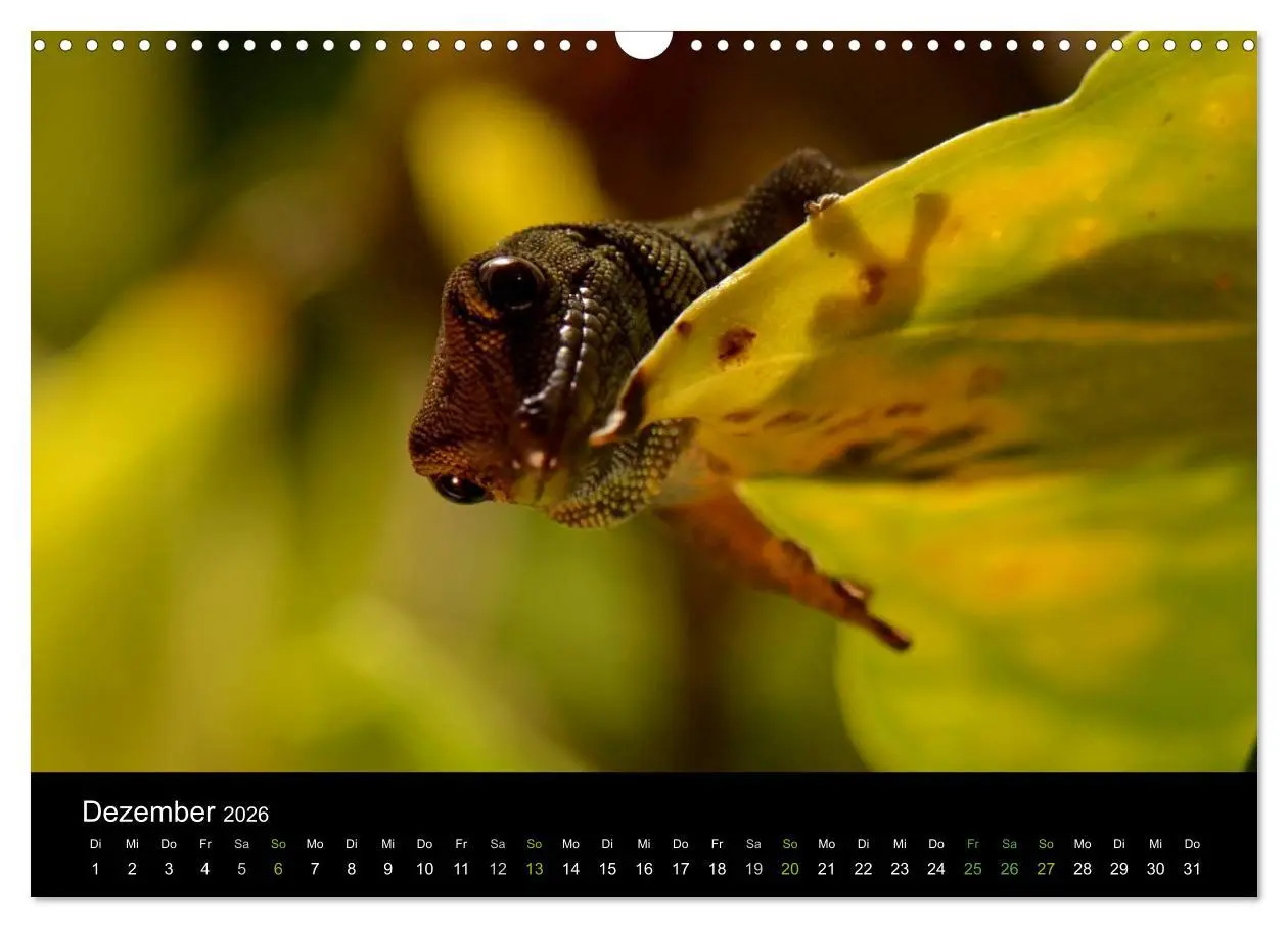 Bild: 9783516111965 | Reptilien (Wandkalender 2026 DIN A3 quer), CALVENDO Monatskalender