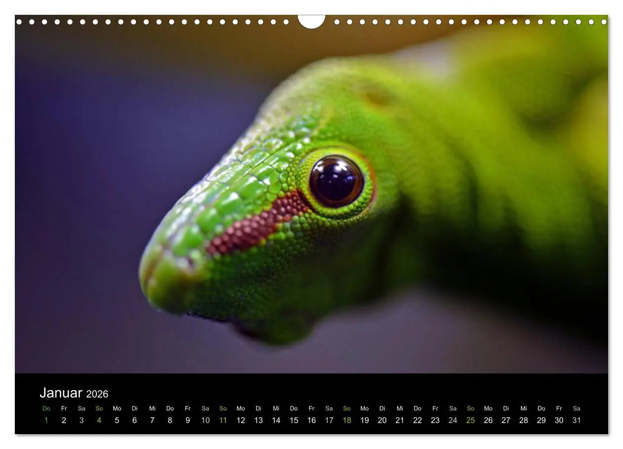 Bild: 9783516111965 | Reptilien (Wandkalender 2026 DIN A3 quer), CALVENDO Monatskalender