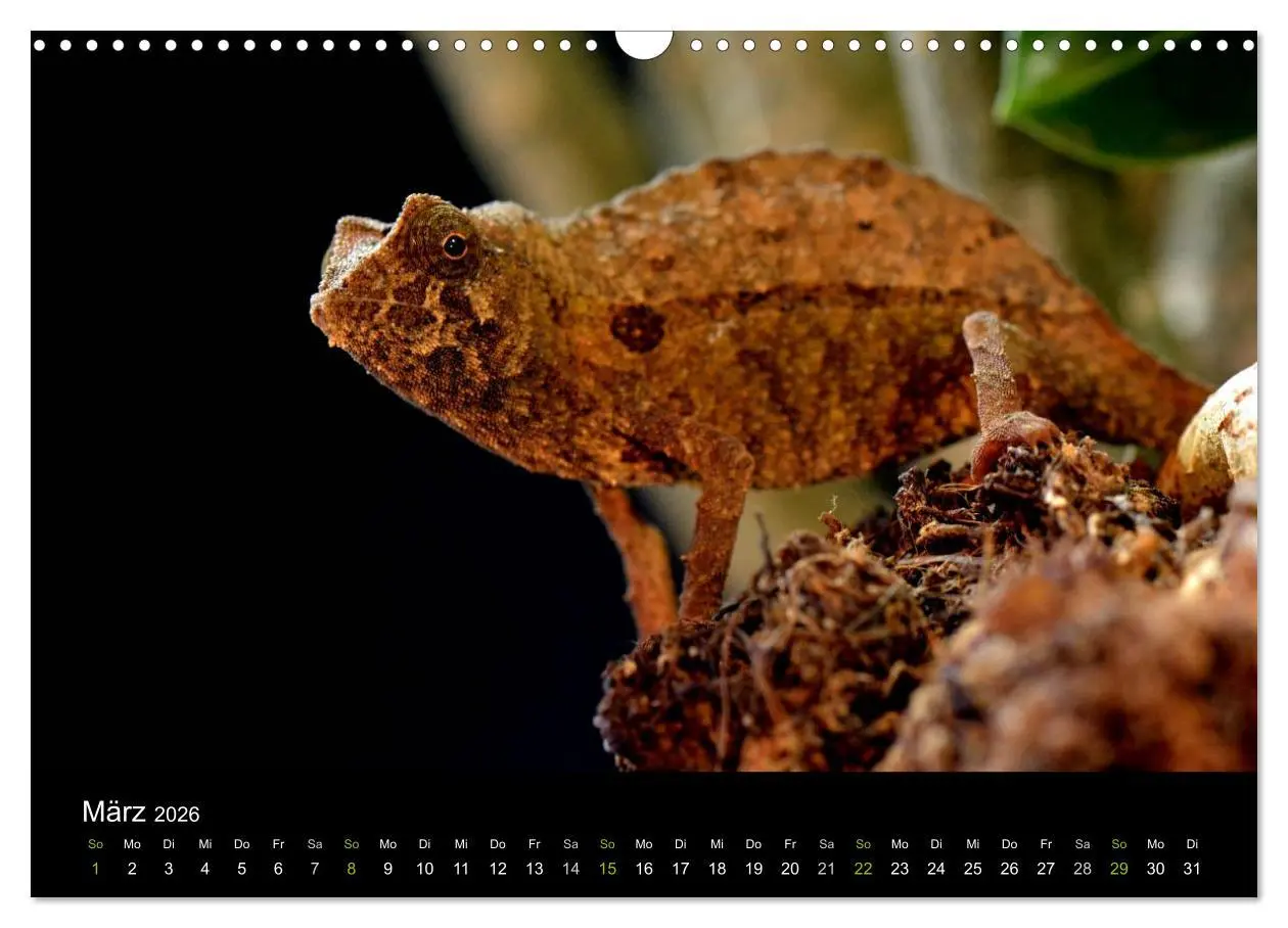 Bild: 9783516111965 | Reptilien (Wandkalender 2026 DIN A3 quer), CALVENDO Monatskalender