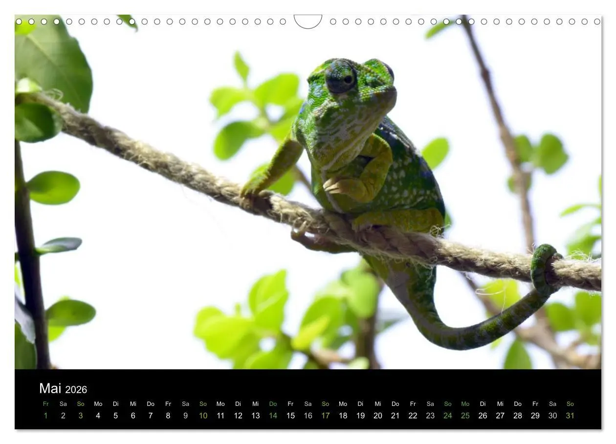 Bild: 9783516111965 | Reptilien (Wandkalender 2026 DIN A3 quer), CALVENDO Monatskalender