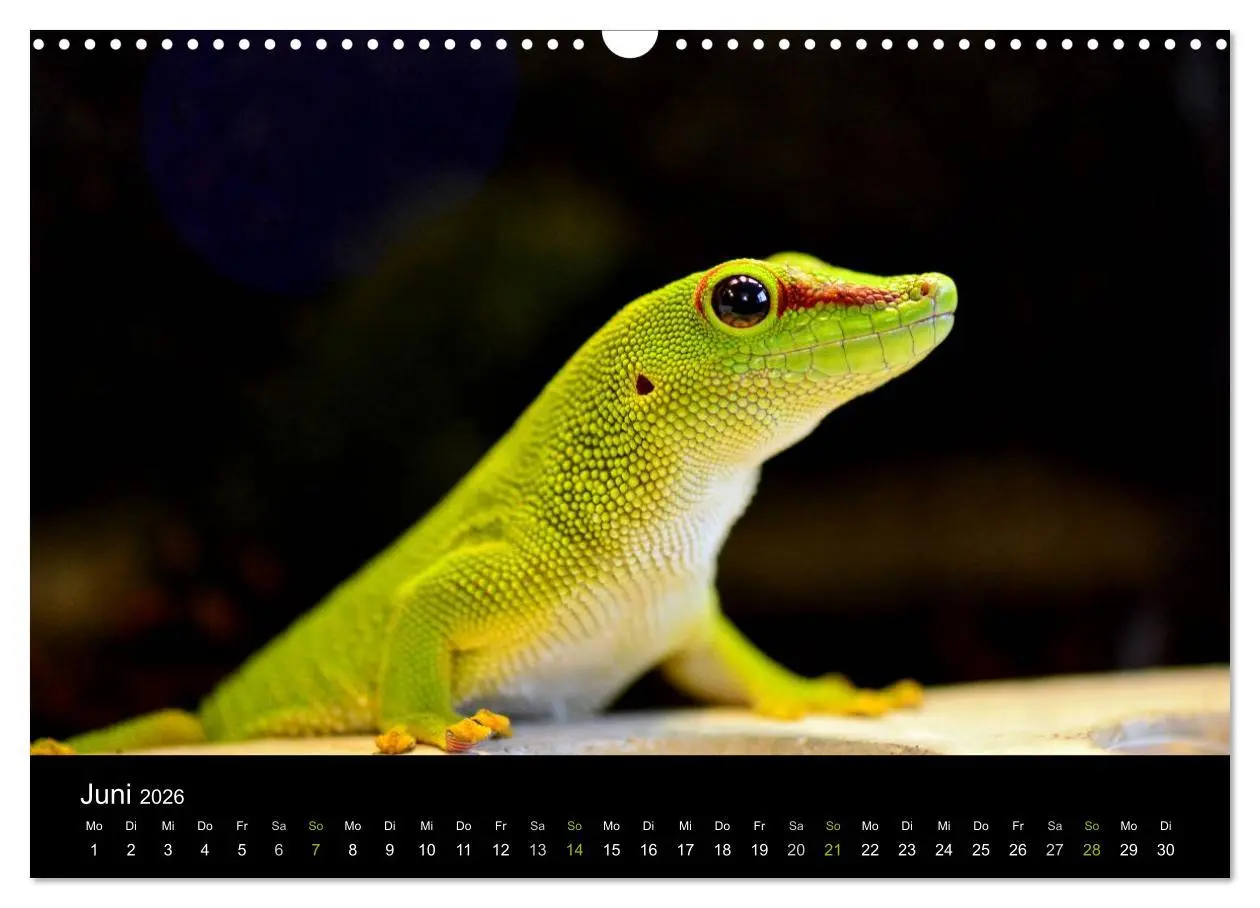 Bild: 9783516111965 | Reptilien (Wandkalender 2026 DIN A3 quer), CALVENDO Monatskalender