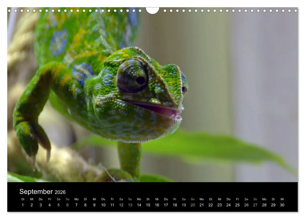 Bild: 9783516111965 | Reptilien (Wandkalender 2026 DIN A3 quer), CALVENDO Monatskalender