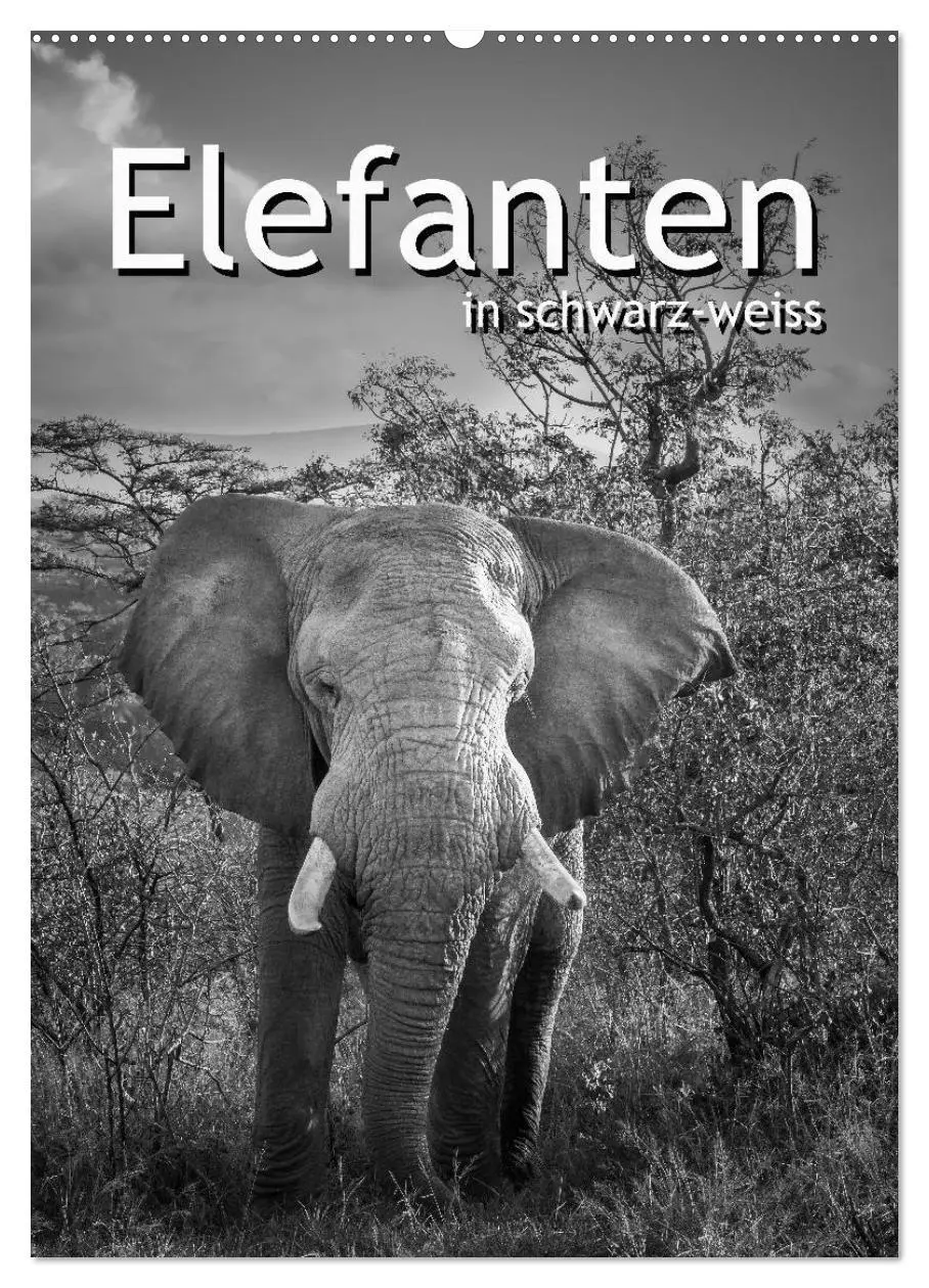 Cover: 9783516421965 | Elefanten in schwarz-weiss (Wandkalender 2026 DIN A2 hoch),...
