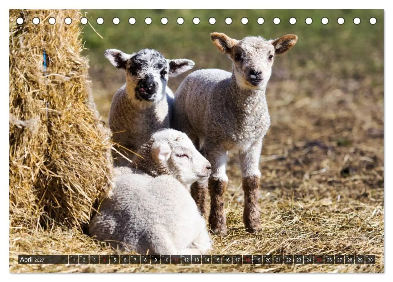 Bild: 9783594021965 | Rømø (Tischkalender 2027 DIN A5 quer), CALVENDO Monatskalender | 2027