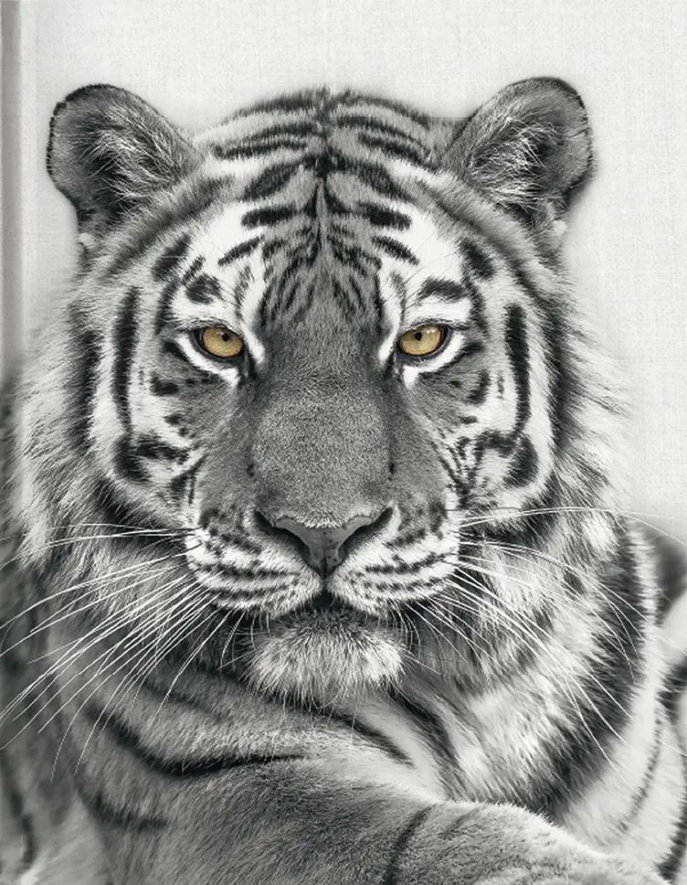 Cover: 9783959291965 | Tiger | Blankbook | Buch | 144 S. | Deutsch | 2023 | Tushita PaperArt