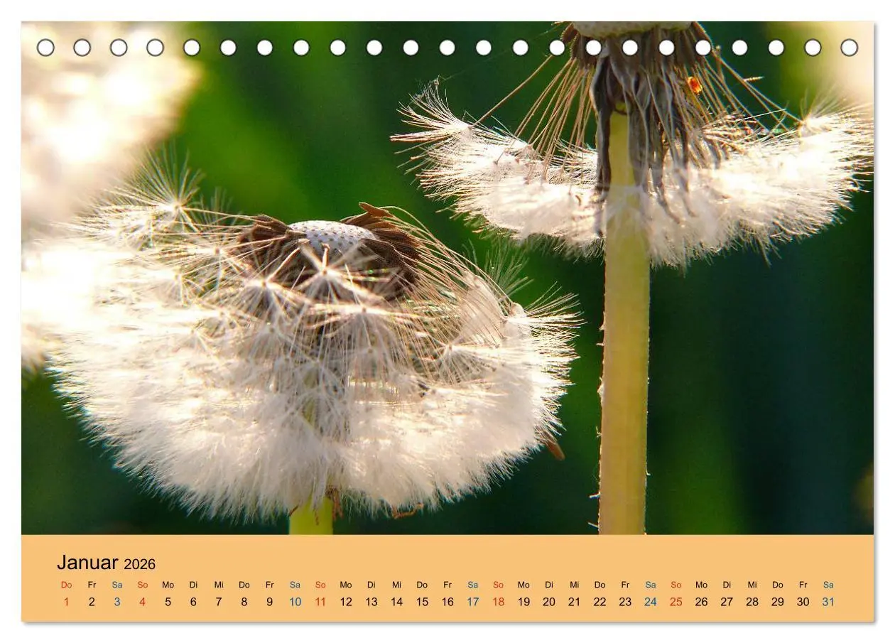 Bild: 9783516172065 | Wildblumen 2026 (Tischkalender 2026 DIN A5 quer), CALVENDO...