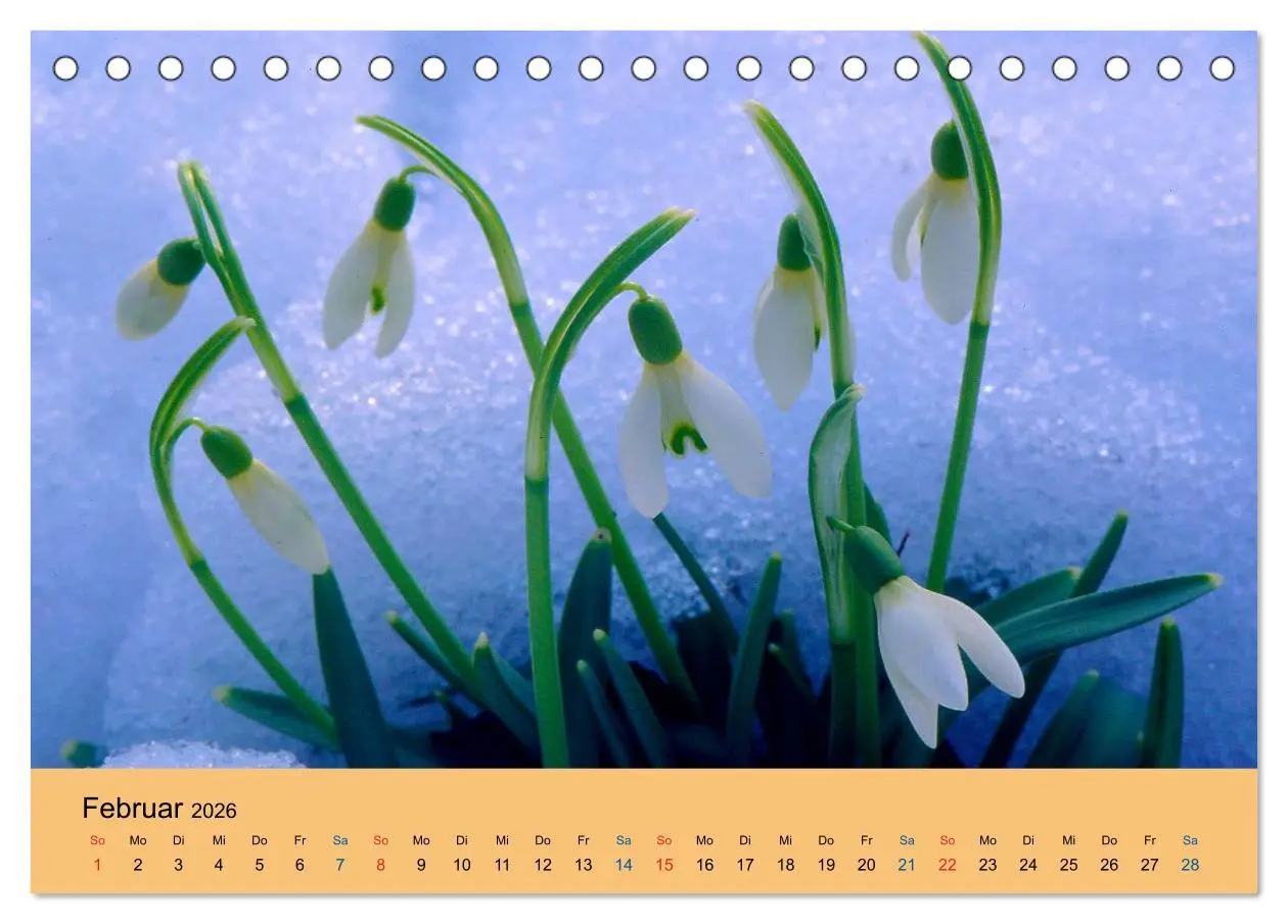 Bild: 9783516172065 | Wildblumen 2026 (Tischkalender 2026 DIN A5 quer), CALVENDO...