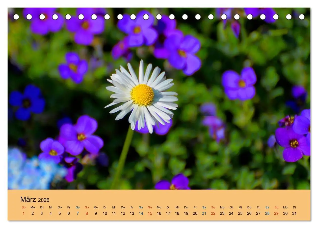 Bild: 9783516172065 | Wildblumen 2026 (Tischkalender 2026 DIN A5 quer), CALVENDO...