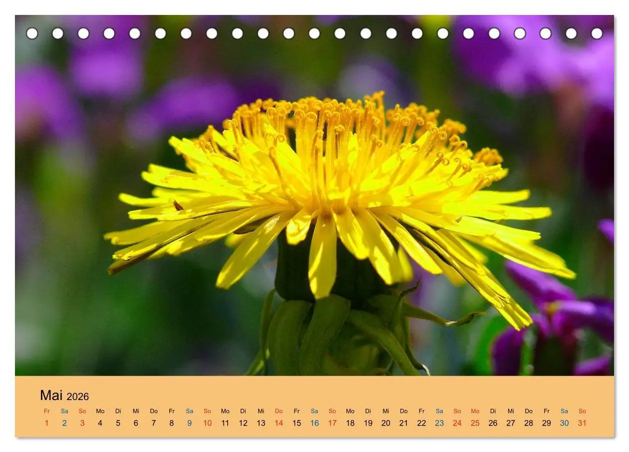 Bild: 9783516172065 | Wildblumen 2026 (Tischkalender 2026 DIN A5 quer), CALVENDO...