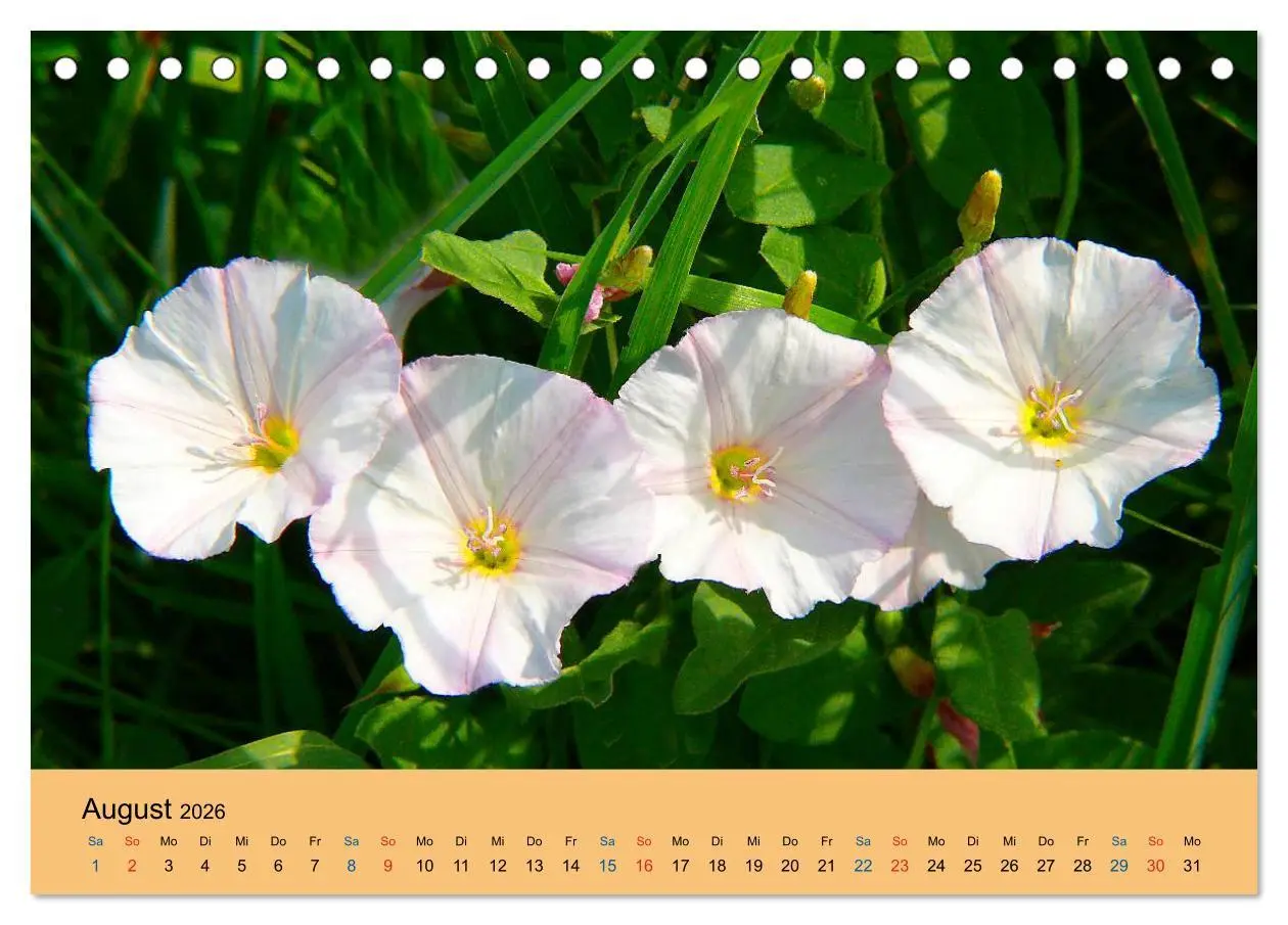 Bild: 9783516172065 | Wildblumen 2026 (Tischkalender 2026 DIN A5 quer), CALVENDO...