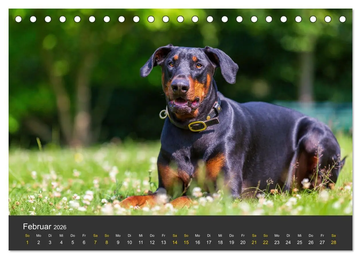 Bild: 9783516082265 | Dobermann 2026 (Tischkalender 2026 DIN A5 quer), CALVENDO...