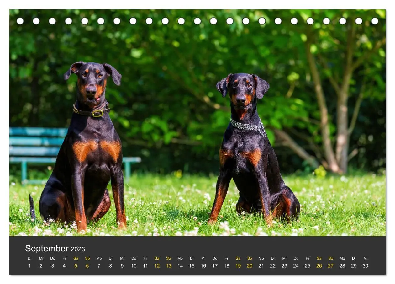 Bild: 9783516082265 | Dobermann 2026 (Tischkalender 2026 DIN A5 quer), CALVENDO...