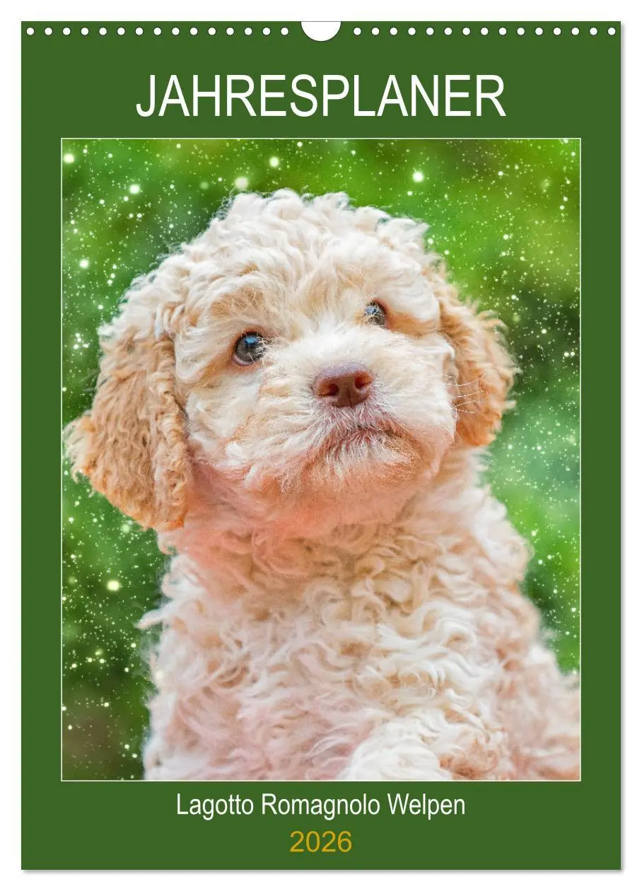 Cover: 9783516382365 | Jahresplaner Lagotto Romagnolo Welpen (Wandkalender 2026 DIN A3...