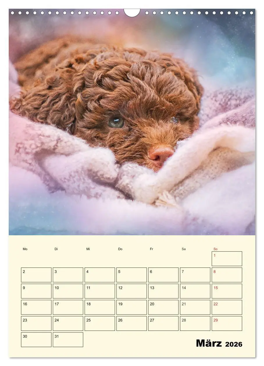 Bild: 9783516382365 | Jahresplaner Lagotto Romagnolo Welpen (Wandkalender 2026 DIN A3...