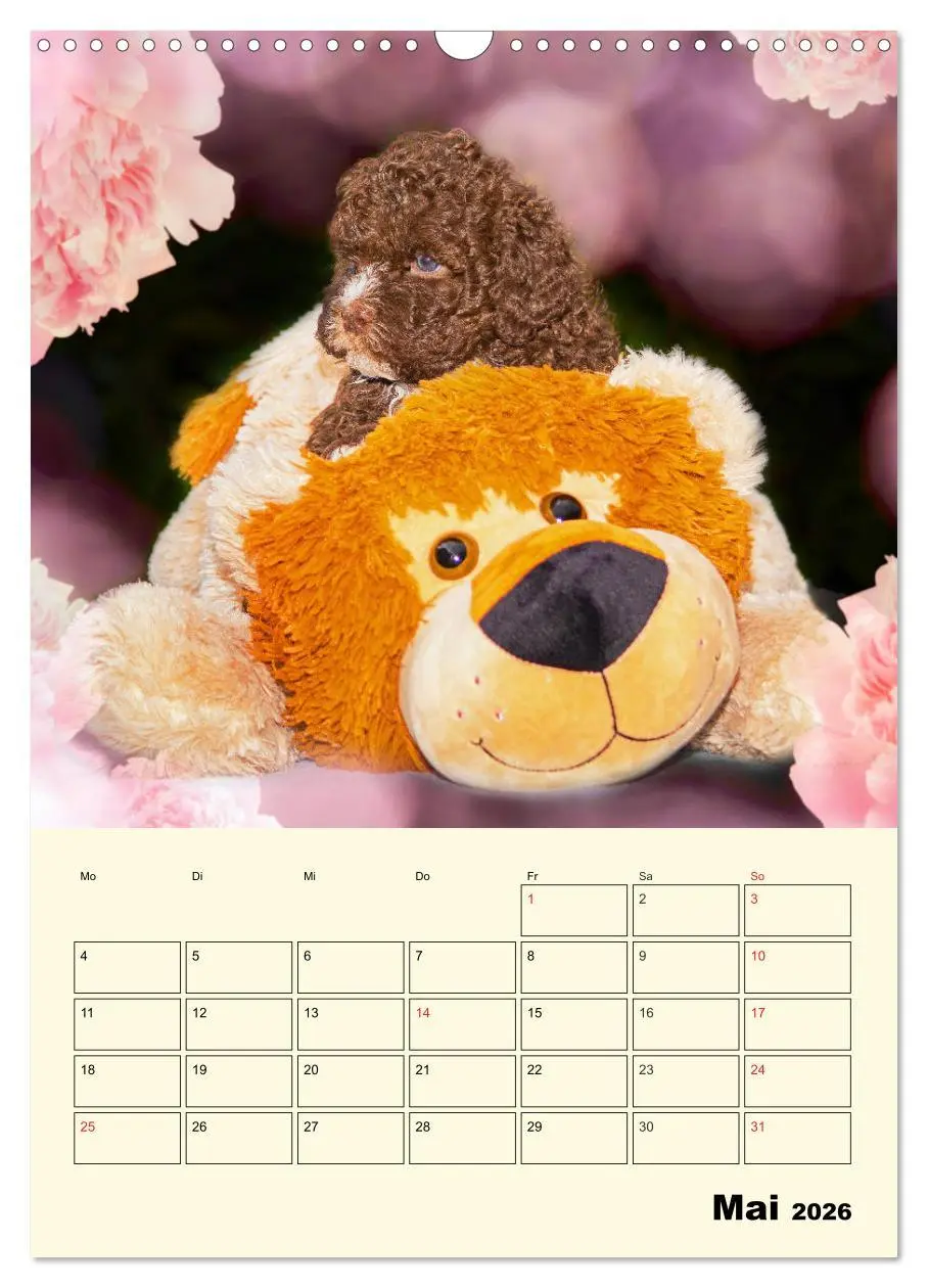 Bild: 9783516382365 | Jahresplaner Lagotto Romagnolo Welpen (Wandkalender 2026 DIN A3...