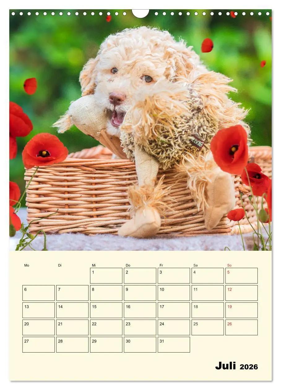 Bild: 9783516382365 | Jahresplaner Lagotto Romagnolo Welpen (Wandkalender 2026 DIN A3...