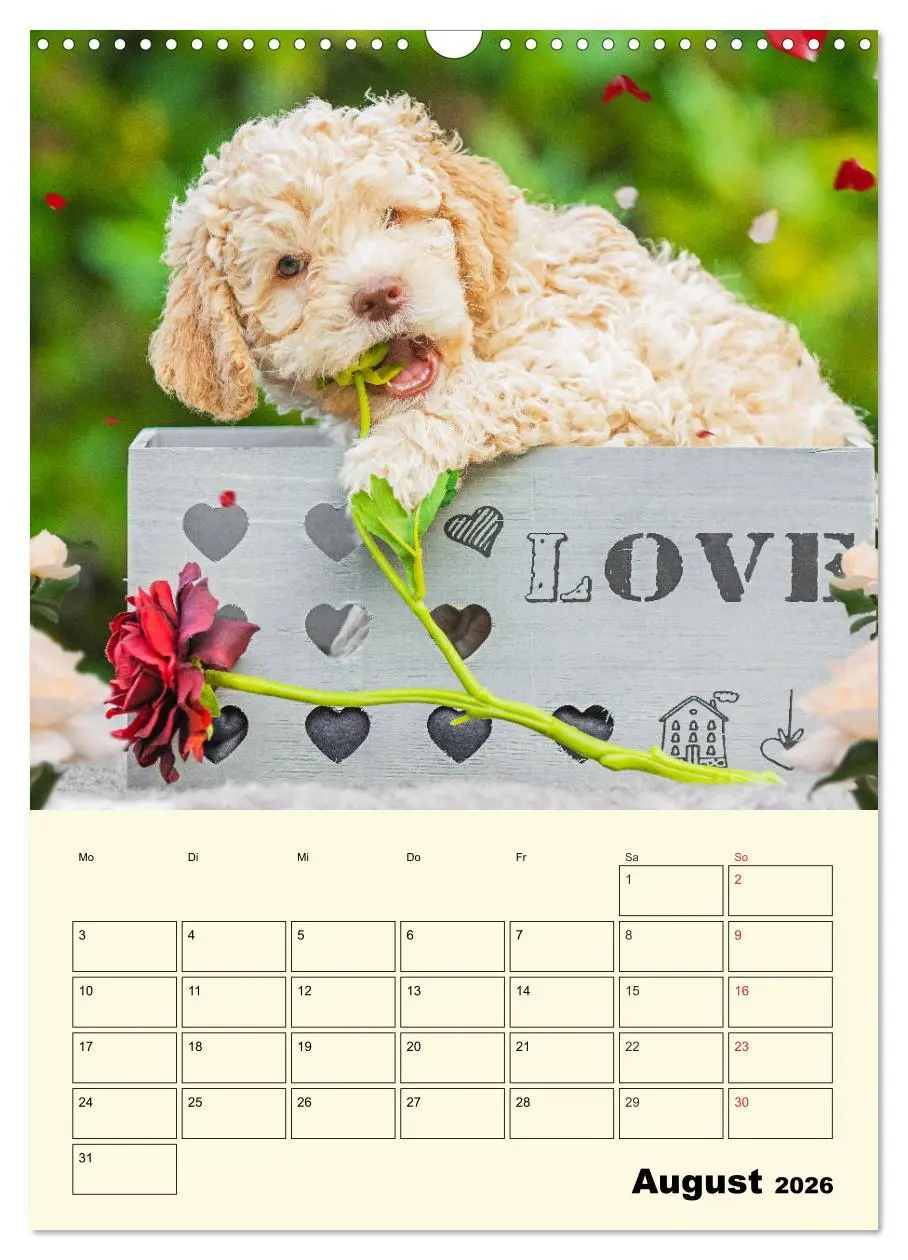 Bild: 9783516382365 | Jahresplaner Lagotto Romagnolo Welpen (Wandkalender 2026 DIN A3...