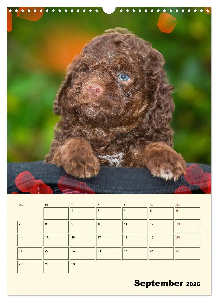 Bild: 9783516382365 | Jahresplaner Lagotto Romagnolo Welpen (Wandkalender 2026 DIN A3...