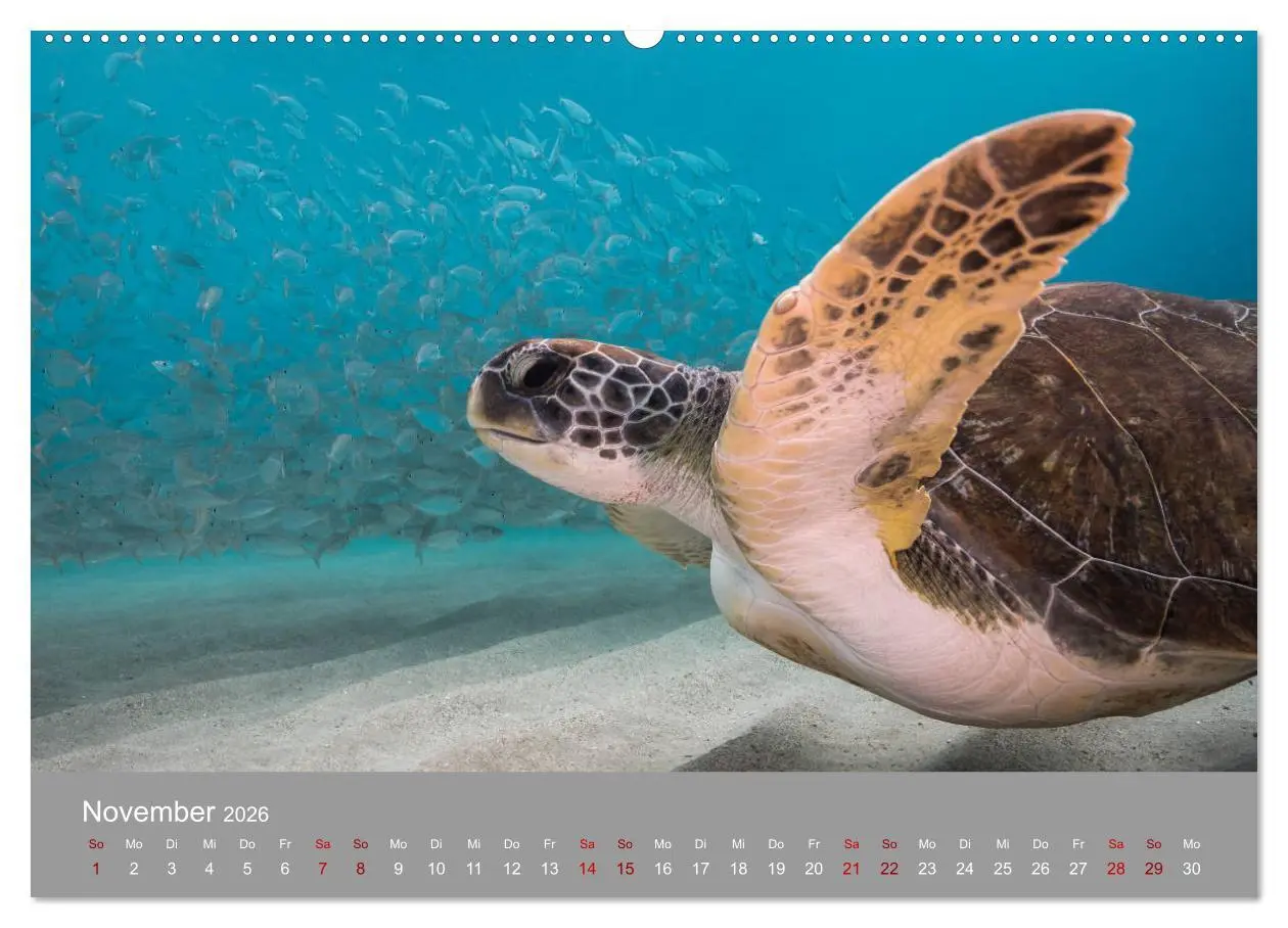 Bild: 9783457732465 | Karibische Meeresschildkröten (hochwertiger Premium Wandkalender...