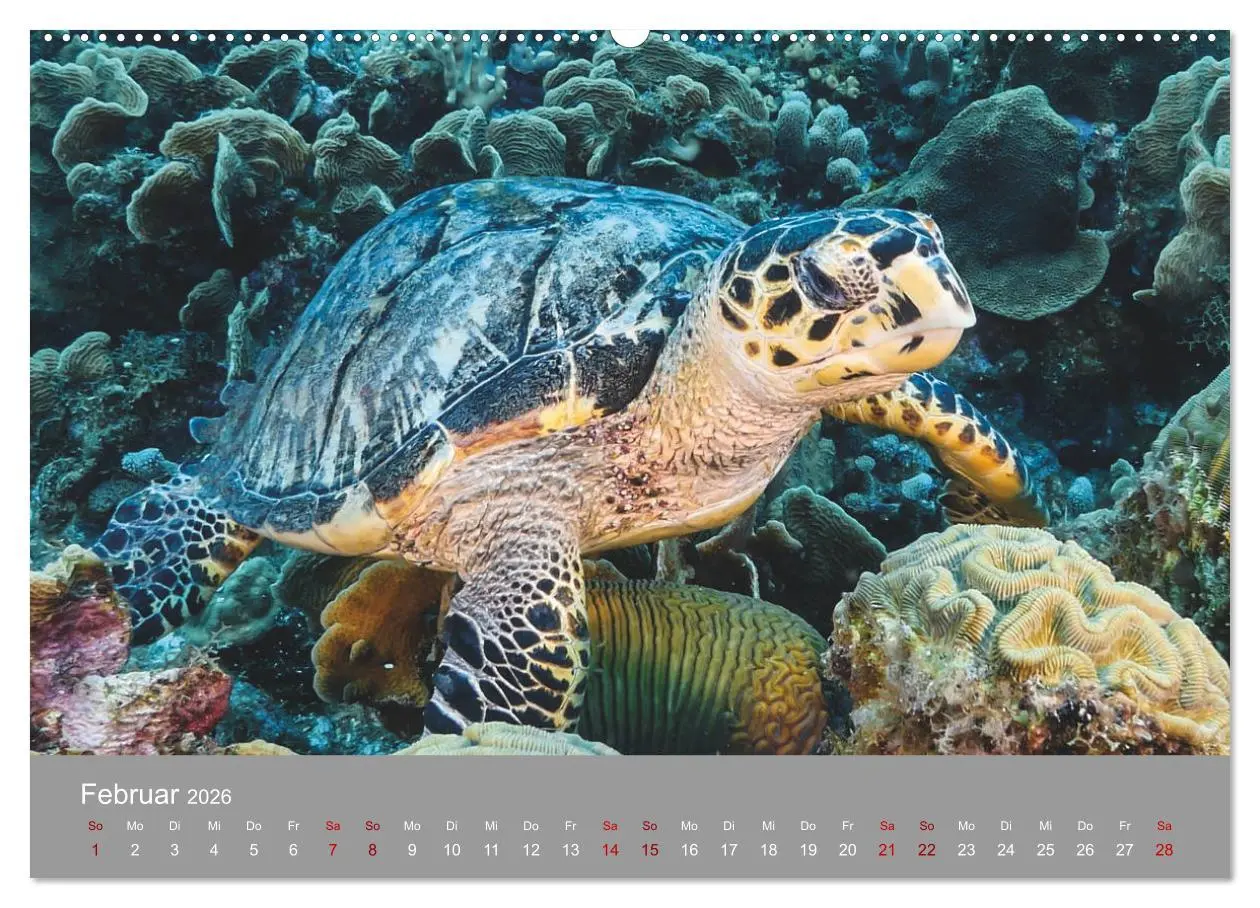 Bild: 9783457732465 | Karibische Meeresschildkröten (hochwertiger Premium Wandkalender...