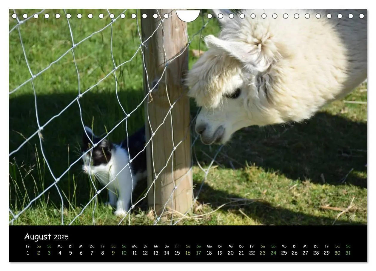 Bild: 9783435562565 | Alpakas zum Verlieben (Wandkalender 2025 DIN A4 quer), CALVENDO...
