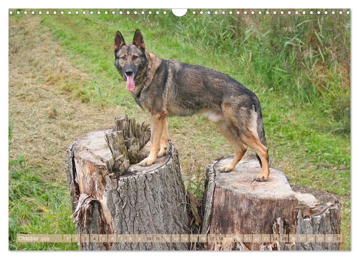 Bild: 9783457892565 | Schäferhunde - Freunde auf 4 Pfoten (Wandkalender 2026 DIN A3...
