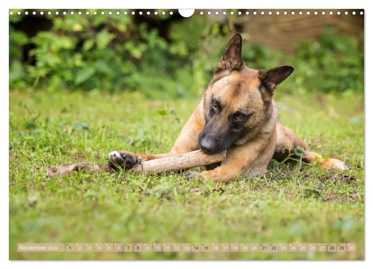 Bild: 9783457892565 | Schäferhunde - Freunde auf 4 Pfoten (Wandkalender 2026 DIN A3...