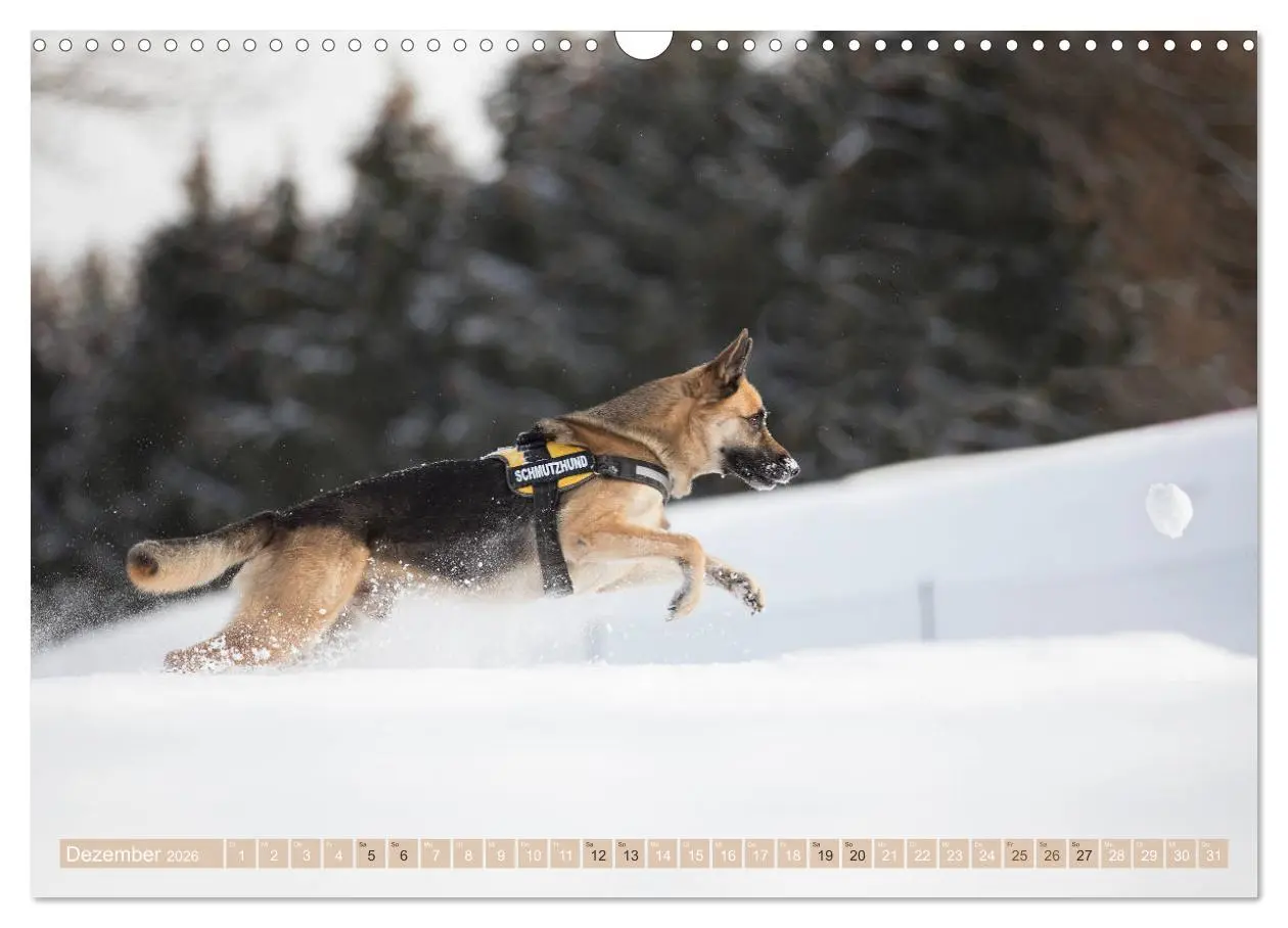 Bild: 9783457892565 | Schäferhunde - Freunde auf 4 Pfoten (Wandkalender 2026 DIN A3...
