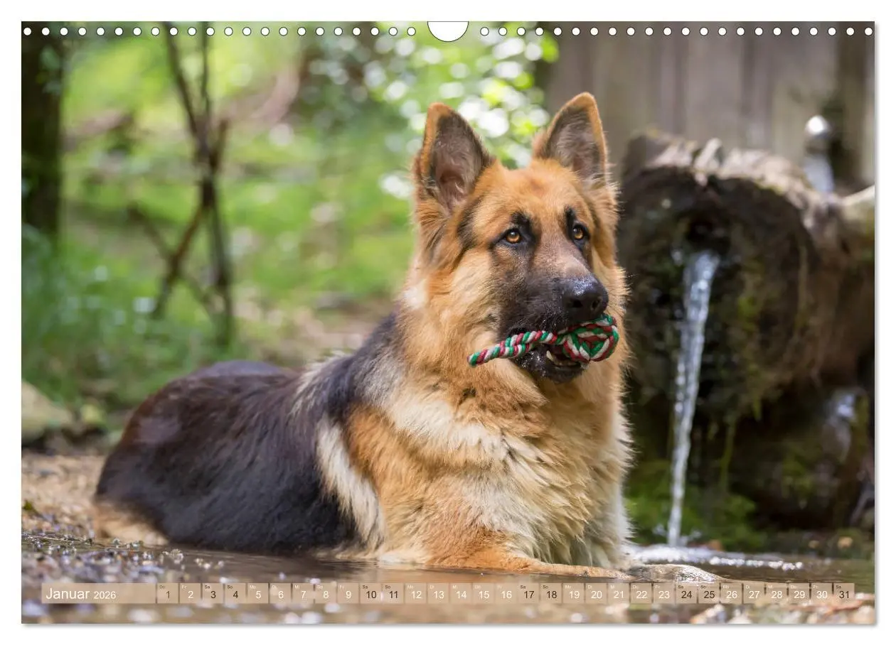 Bild: 9783457892565 | Schäferhunde - Freunde auf 4 Pfoten (Wandkalender 2026 DIN A3...