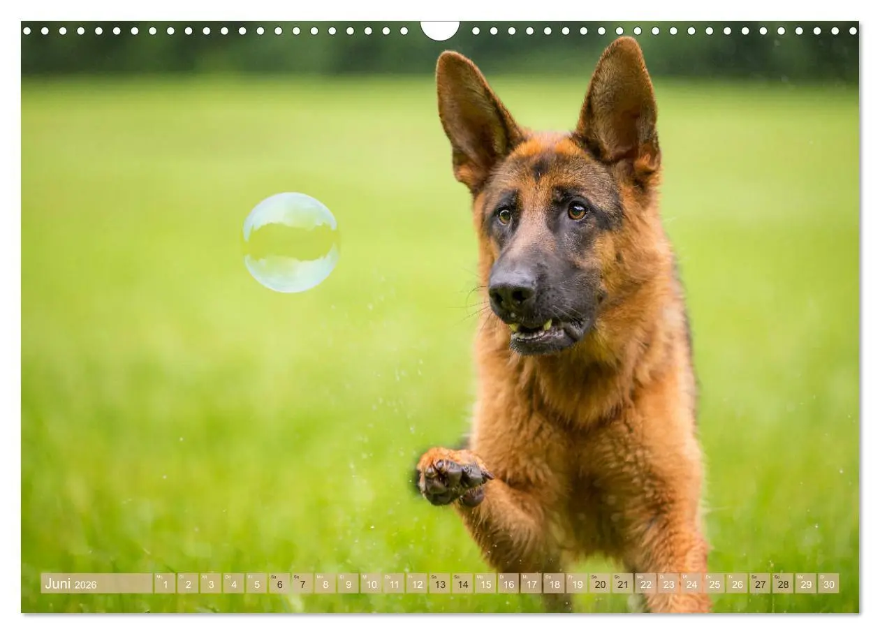 Bild: 9783457892565 | Schäferhunde - Freunde auf 4 Pfoten (Wandkalender 2026 DIN A3...