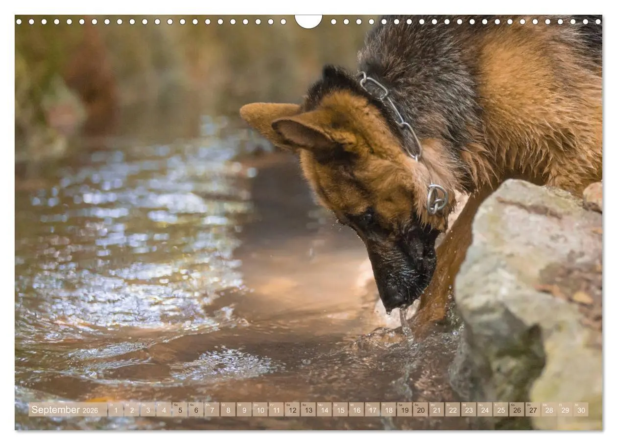 Bild: 9783457892565 | Schäferhunde - Freunde auf 4 Pfoten (Wandkalender 2026 DIN A3...