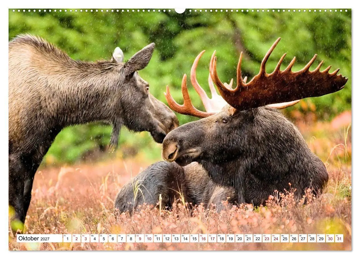 Bild: 9783569382565 | Auf den Spuren der Elche (Wandkalender 2027 DIN A2 quer), CALVENDO...