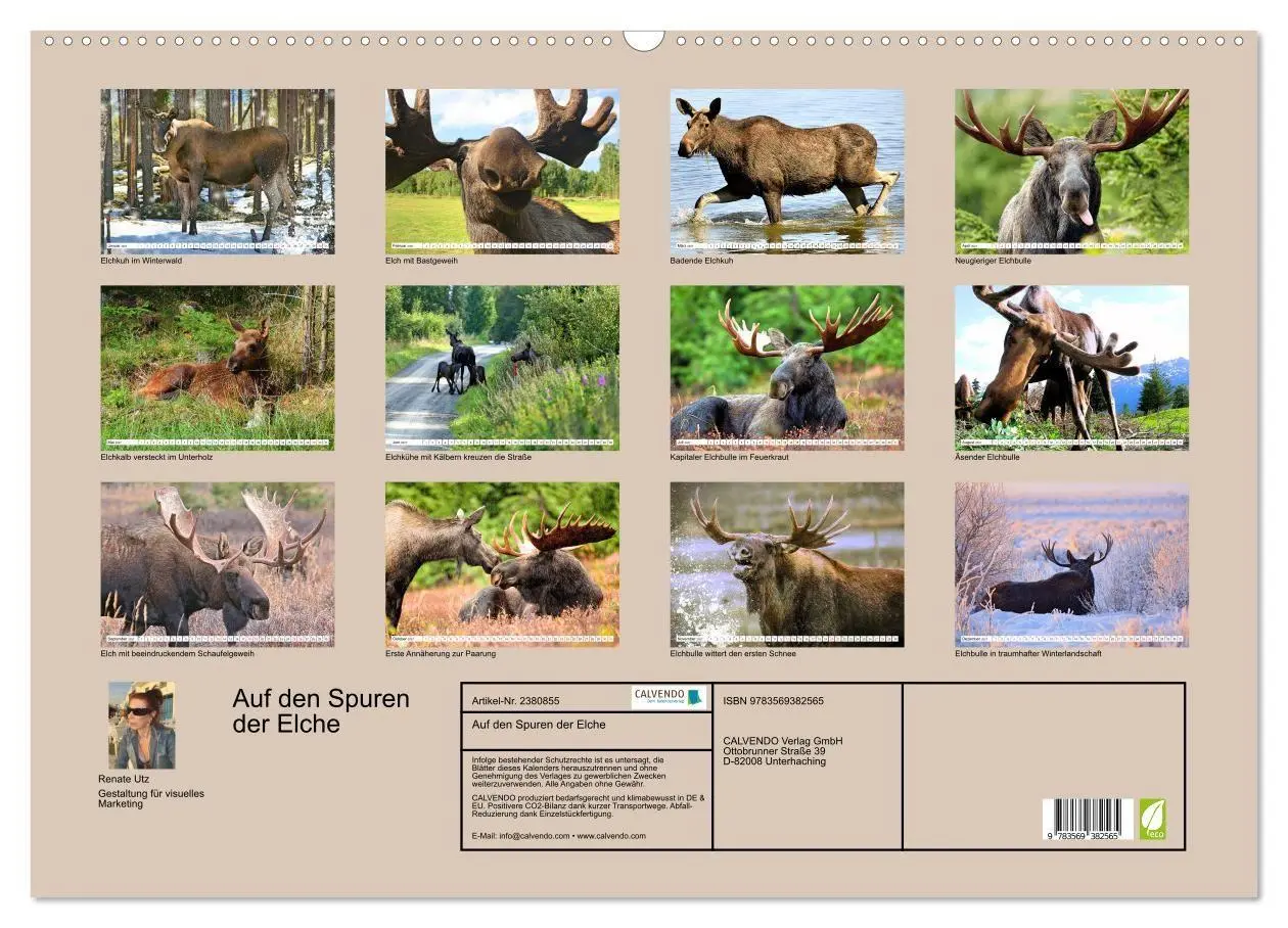 Bild: 9783569382565 | Auf den Spuren der Elche (Wandkalender 2027 DIN A2 quer), CALVENDO...