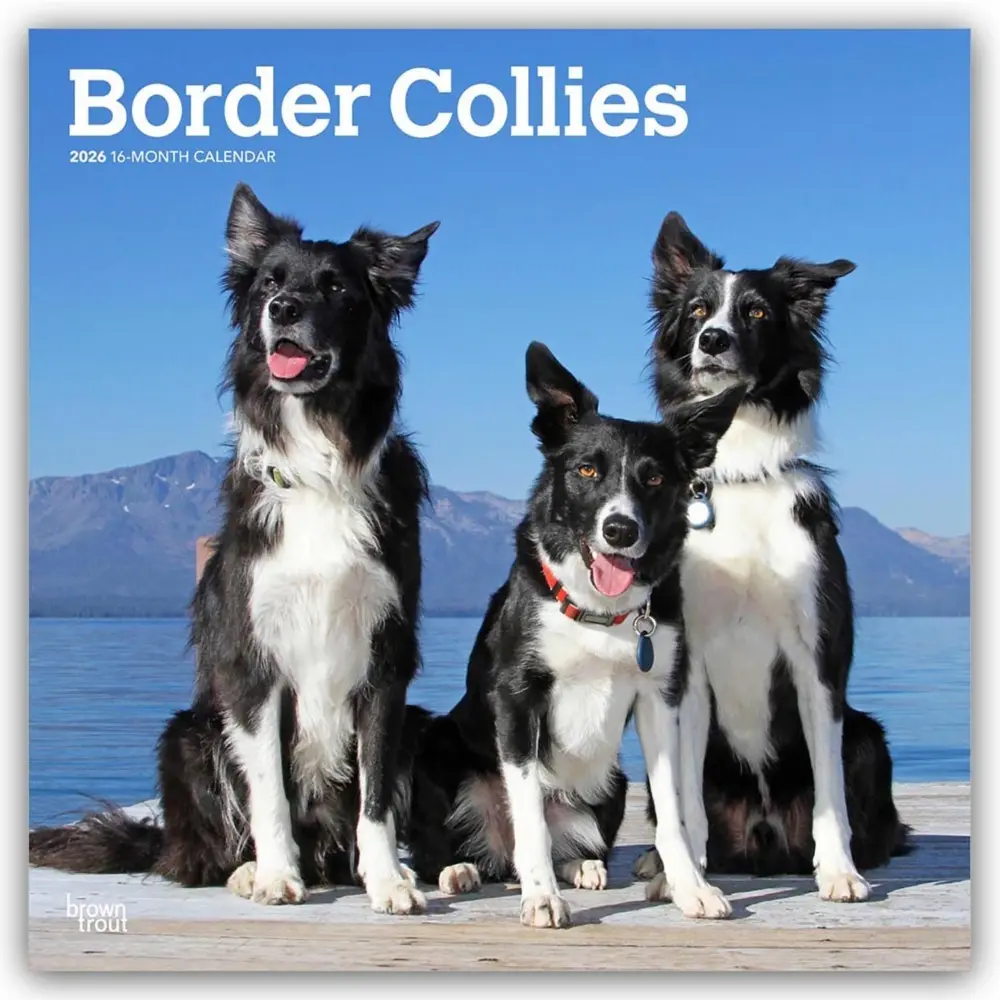 Cover: 9798330702565 | Border Collies 2026 12 X 24 Inch (Hanging) Monthly Square Wall...