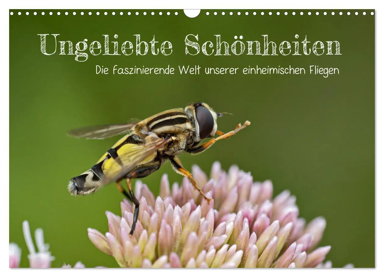 Cover: 9783457572665 | Ungeliebte Schönheiten - die faszinierende Welt unserer heimischen...