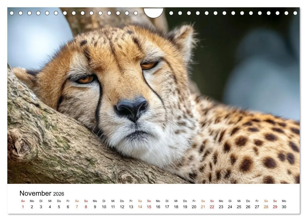 Bild: 9783516732665 | Geparden - Eleganz auf vier Pfoten (Wandkalender 2026 DIN A4 quer),...