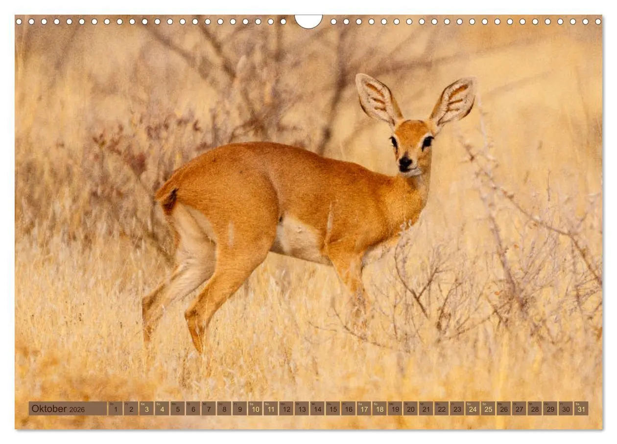 Bild: 9783457492765 | Wildlife Namibia - Etosha und Kalahari (Wandkalender 2026 DIN A3...
